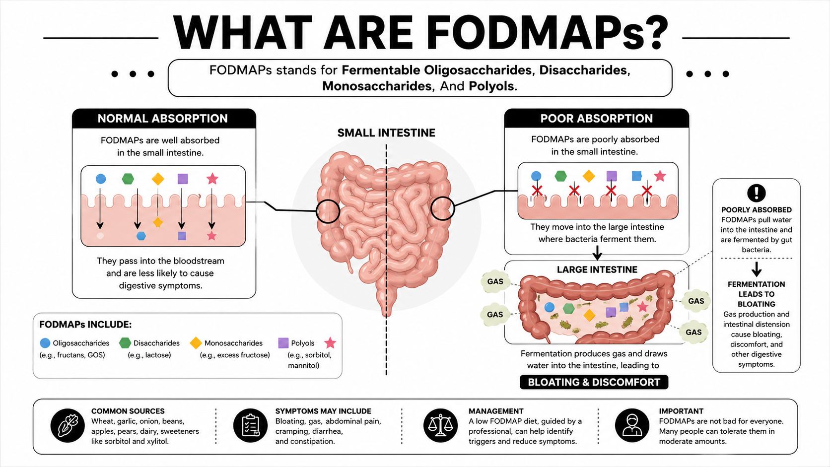 An infographic explaining what FODMAPs are, how they are absorbed in the intestine, and common digestive symptoms.