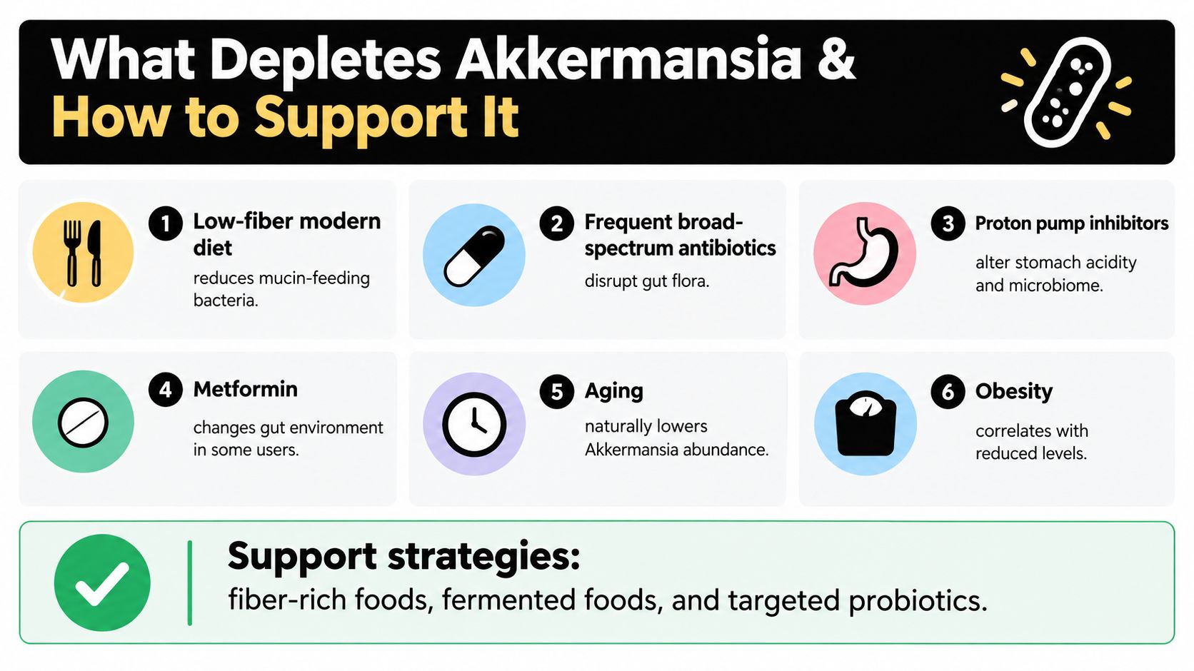 An infographic titled What Depletes Akkermansia, listing six factors including diet, medication, aging, and obesity.
