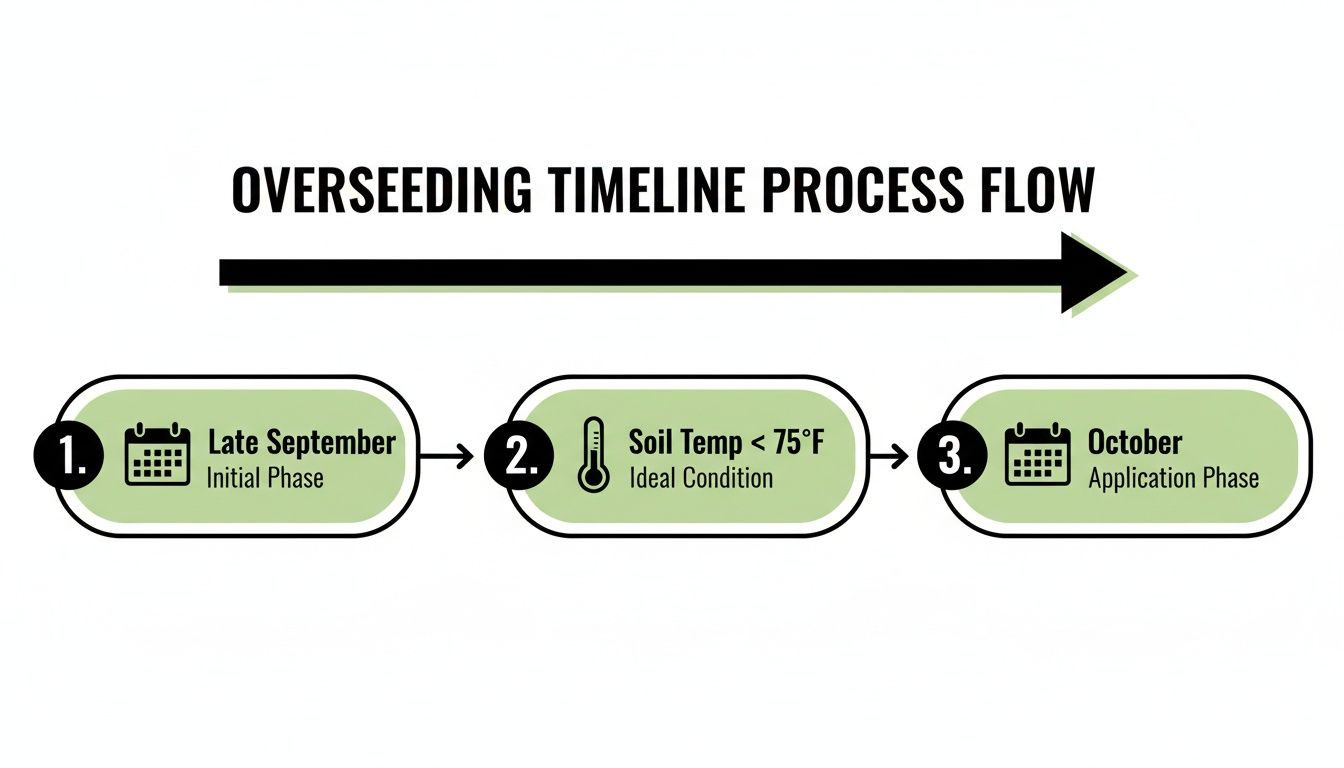 Timeline process flow for overseeding, detailing initial phase in late September, ideal soil temperature, and October application.