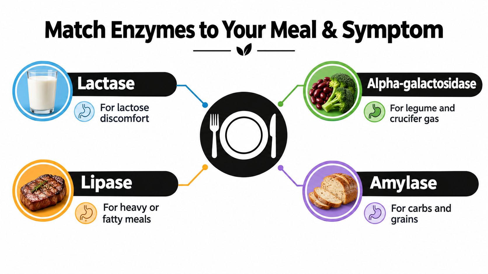 An infographic illustrating which dietary enzymes like lactase, lipase, amylase, and alpha-galactosidase aid in digesting specific food groups.