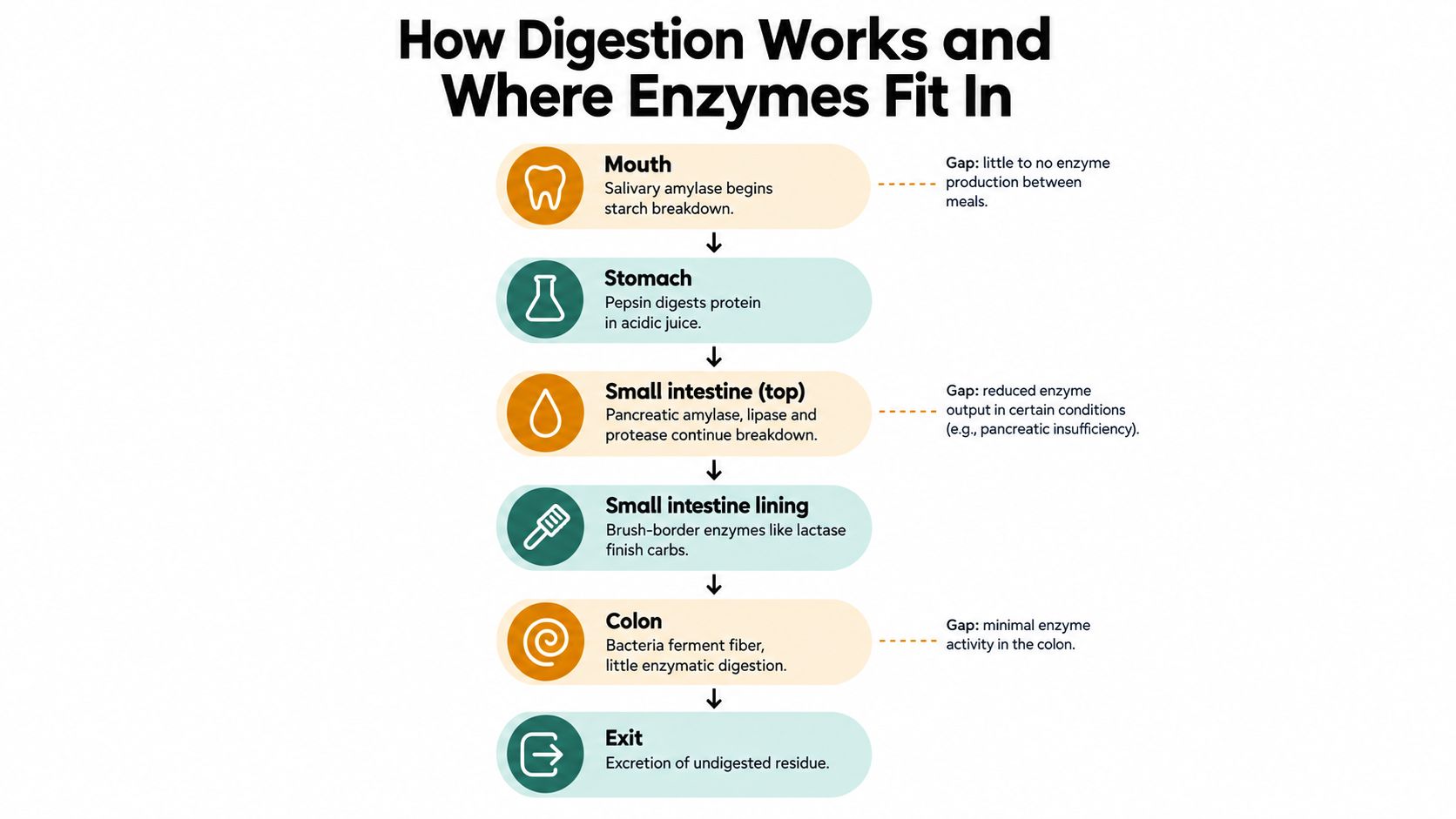 A flow chart illustrating how digestion works and where various enzymes play a role in the human body.