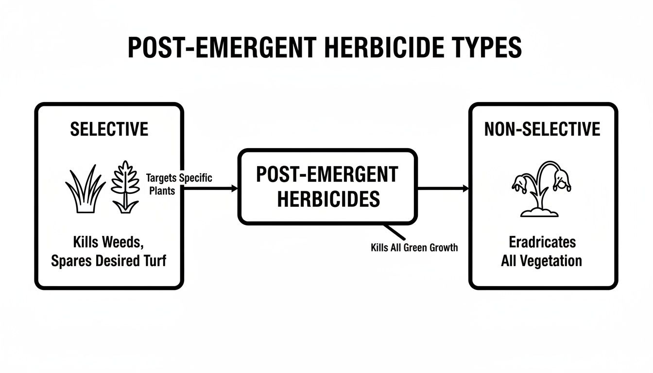 Flowchart explaining post-emergent herbicide types: selective for weeds and non-selective for all vegetation.