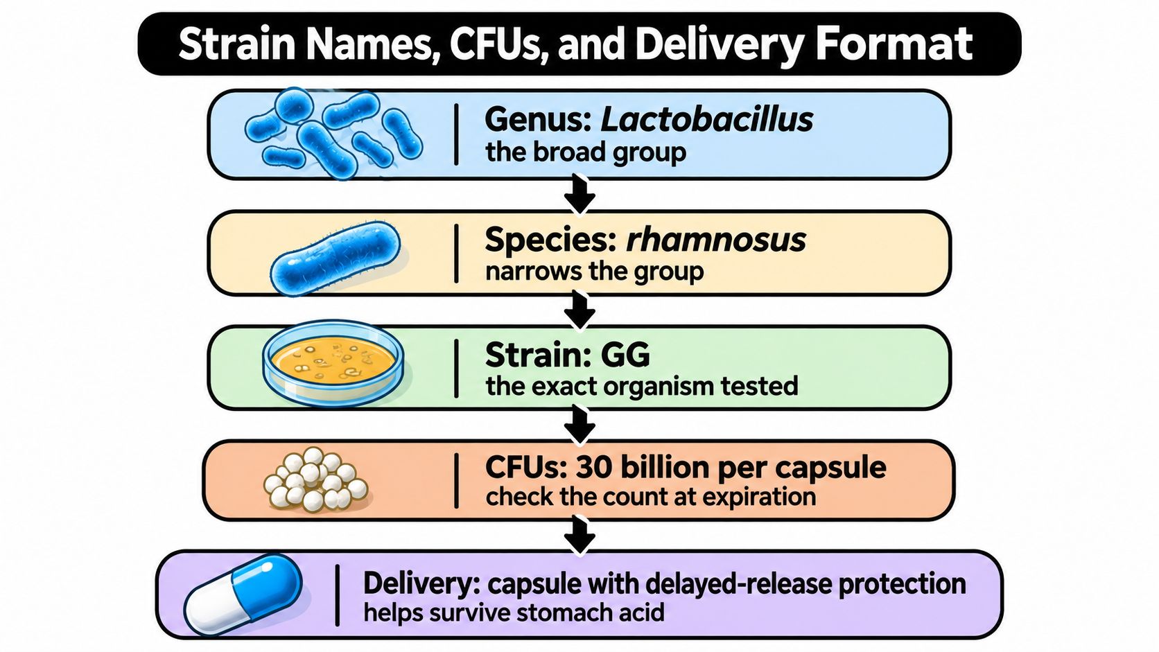 A diagram explaining probiotics featuring Lactobacillus rhamnosus GG strain, CFUs count, and capsule delivery format information.