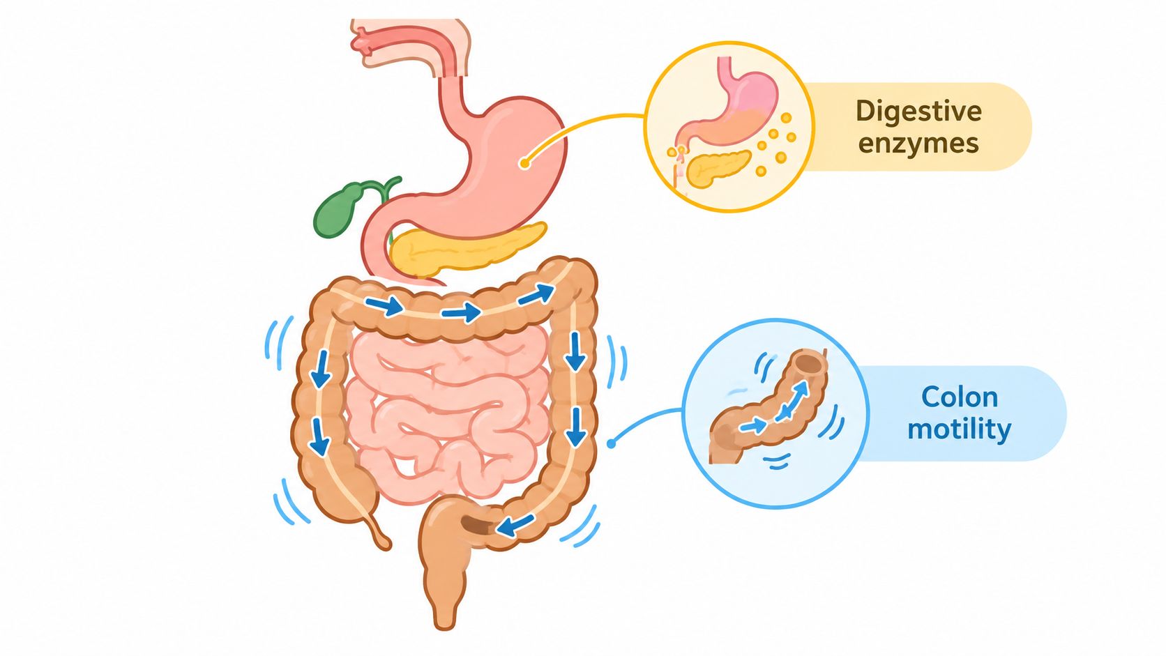 A medical illustration showing digestive enzymes in the stomach and colon motility within the large intestine.