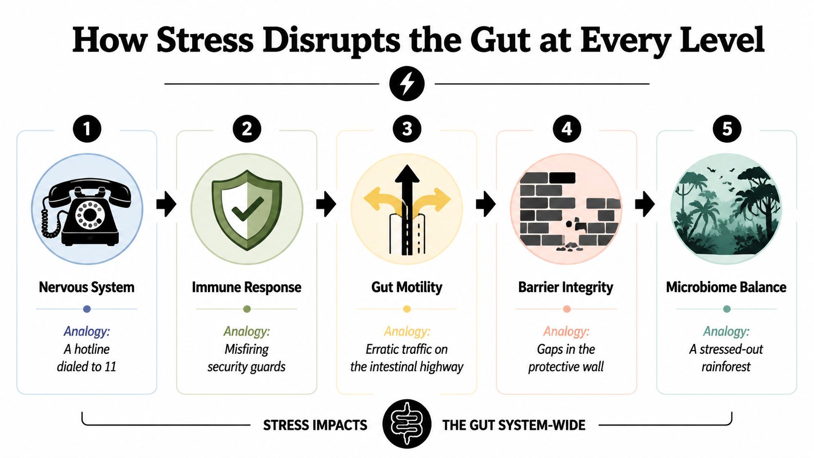 An infographic showing five stages of how stress disrupts gut health, from nervous system to microbiome balance.