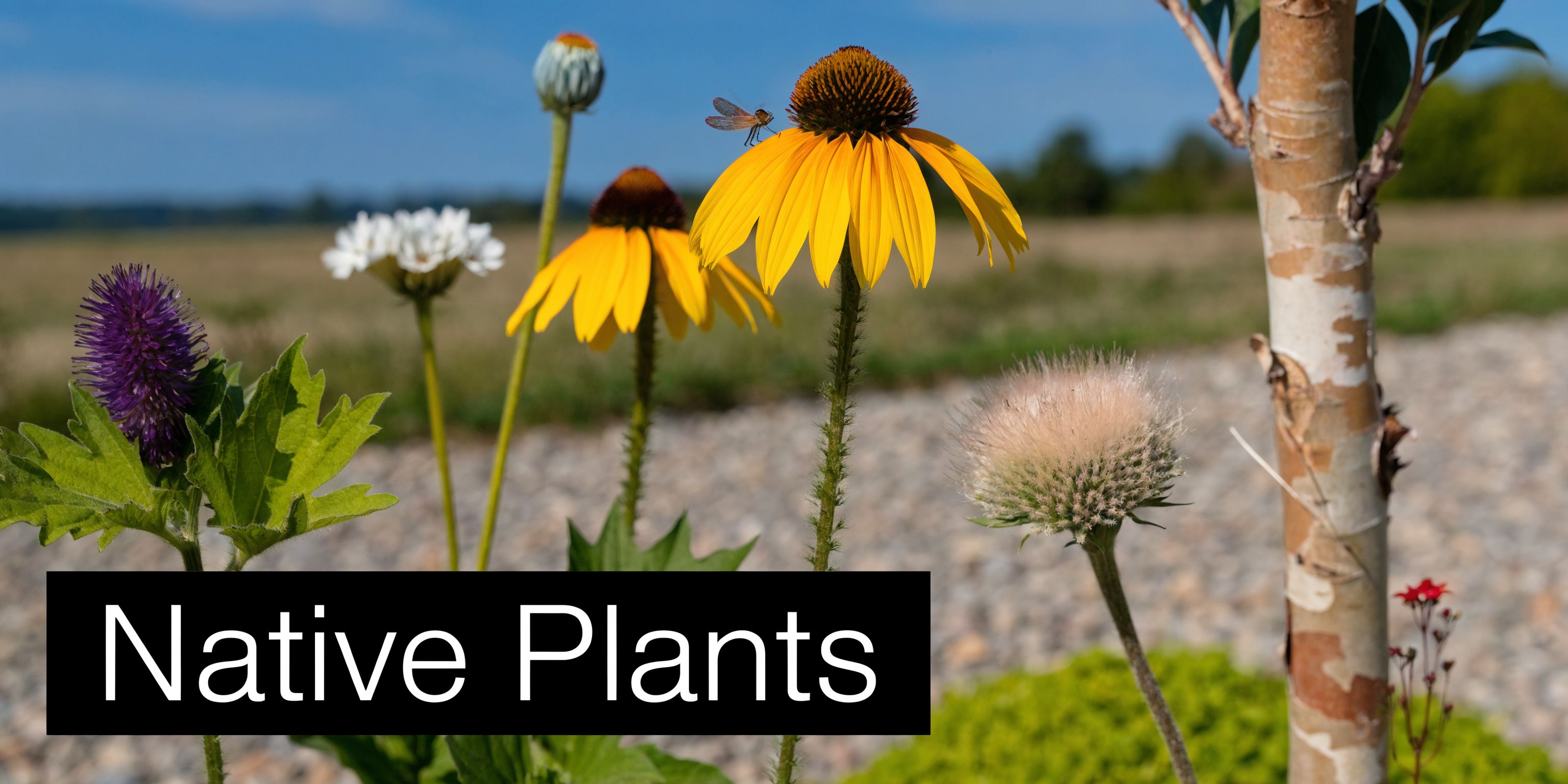 A close-up of vibrant native wildflowers, including yellow coneflowers and a purple flower, under a sunny sky.