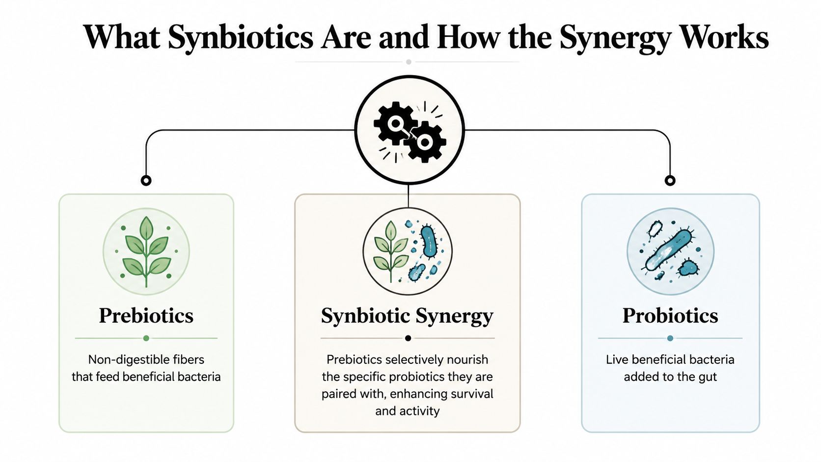 A diagram illustrating how prebiotics and probiotics work together as synbiotics to enhance gut health.