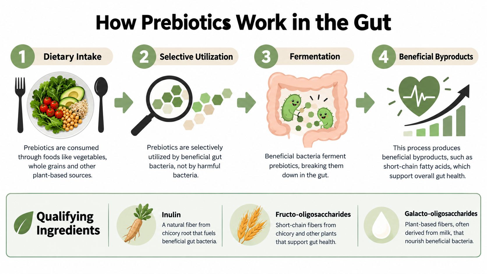 An infographic showing the four stages of how prebiotics work in the human gut to support health.