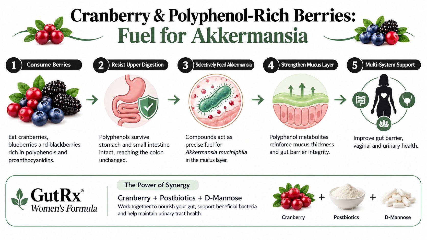 An infographic showing the benefits of polyphenol-rich berries for the gut bacterium Akkermansia muciniphila and women's health.