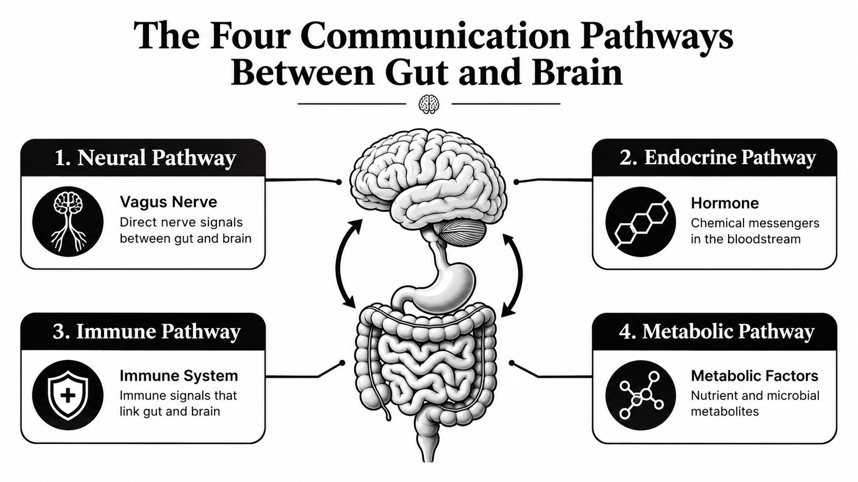 A diagram illustrating the four communication pathways between the human gut and the brain via biological systems.