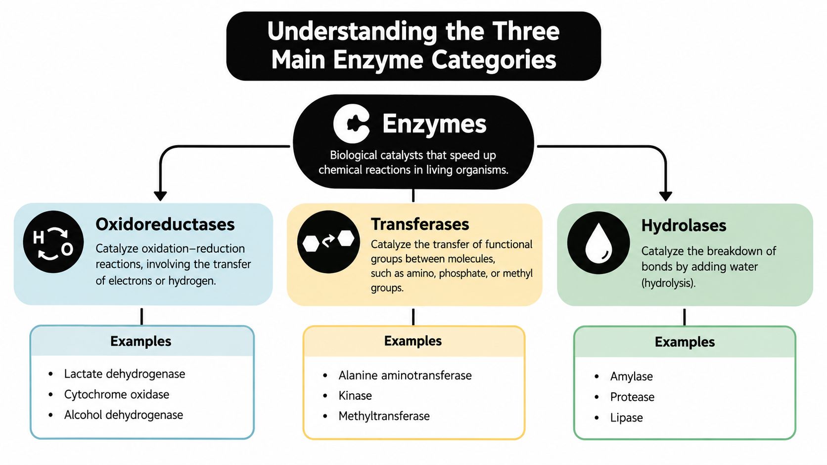 A diagram illustrating three main enzyme categories: oxidoreductases, transferases, and hydrolases, with descriptions and examples.
