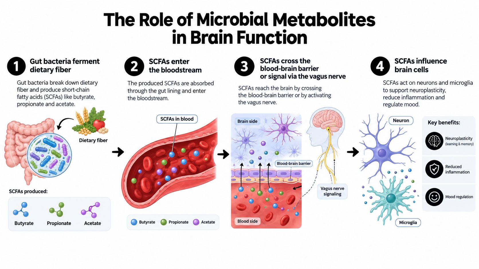 An infographic showing the gut-brain axis, how microbial metabolites like SCFAs impact brain function and health.