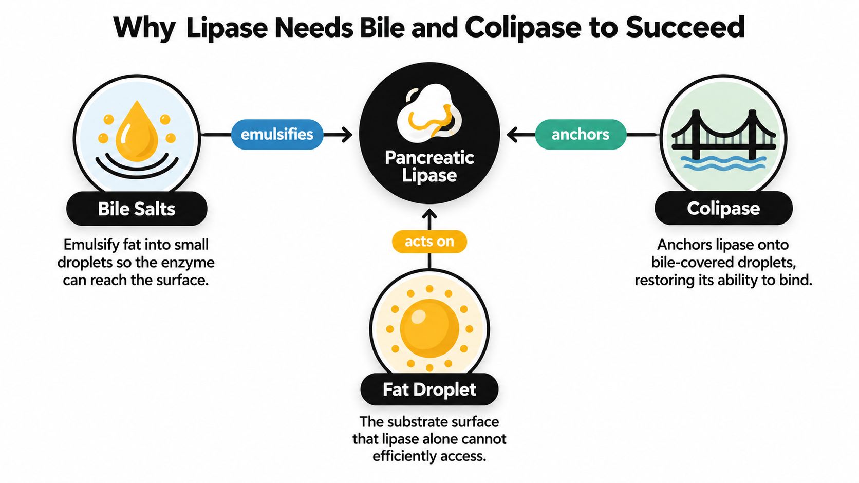 A diagram illustrating how pancreatic lipase requires bile salts and colipase to effectively break down fat droplets.