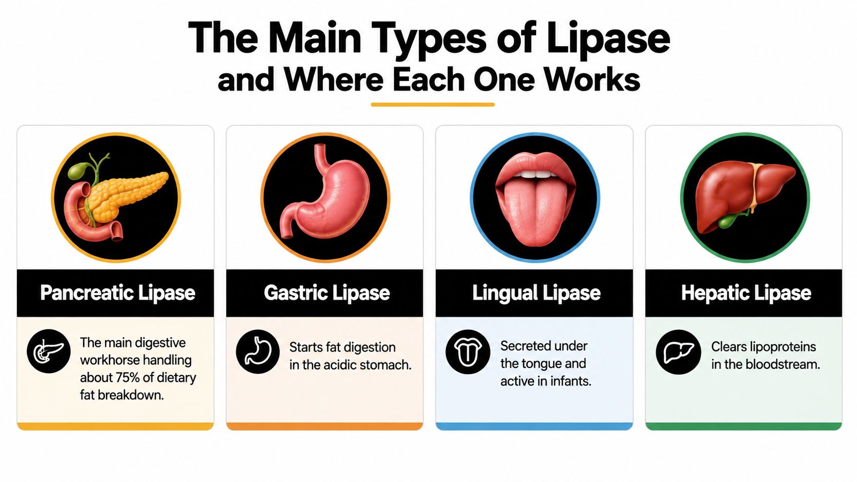 An infographic showing the four main types of lipase enzymes and their specific digestive functions in humans.