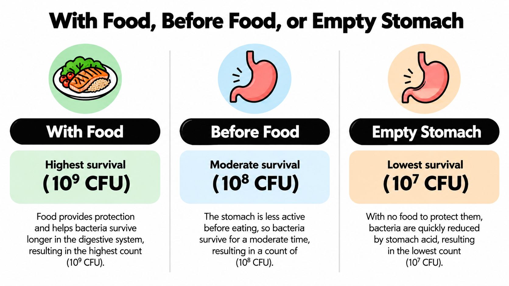 An infographic comparing bacterial survival in the stomach when taken with food, before food, or on an empty stomach.