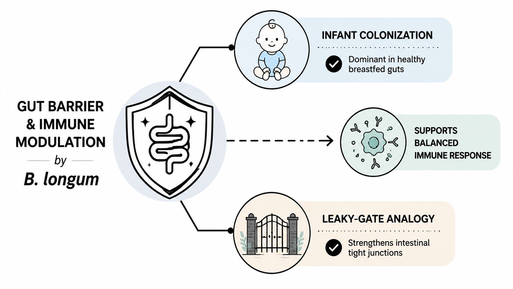 A diagram illustrating the gut health benefits of Bifidobacterium longum including immune support and intestinal barrier function.