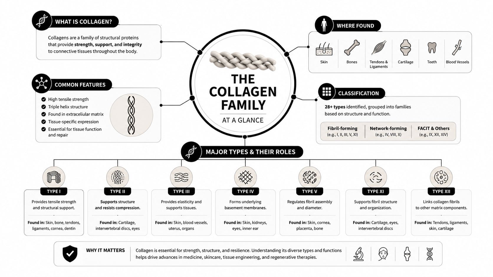 An infographic titled The Collagen Family showing types, structures, classifications, and roles of collagen proteins.
