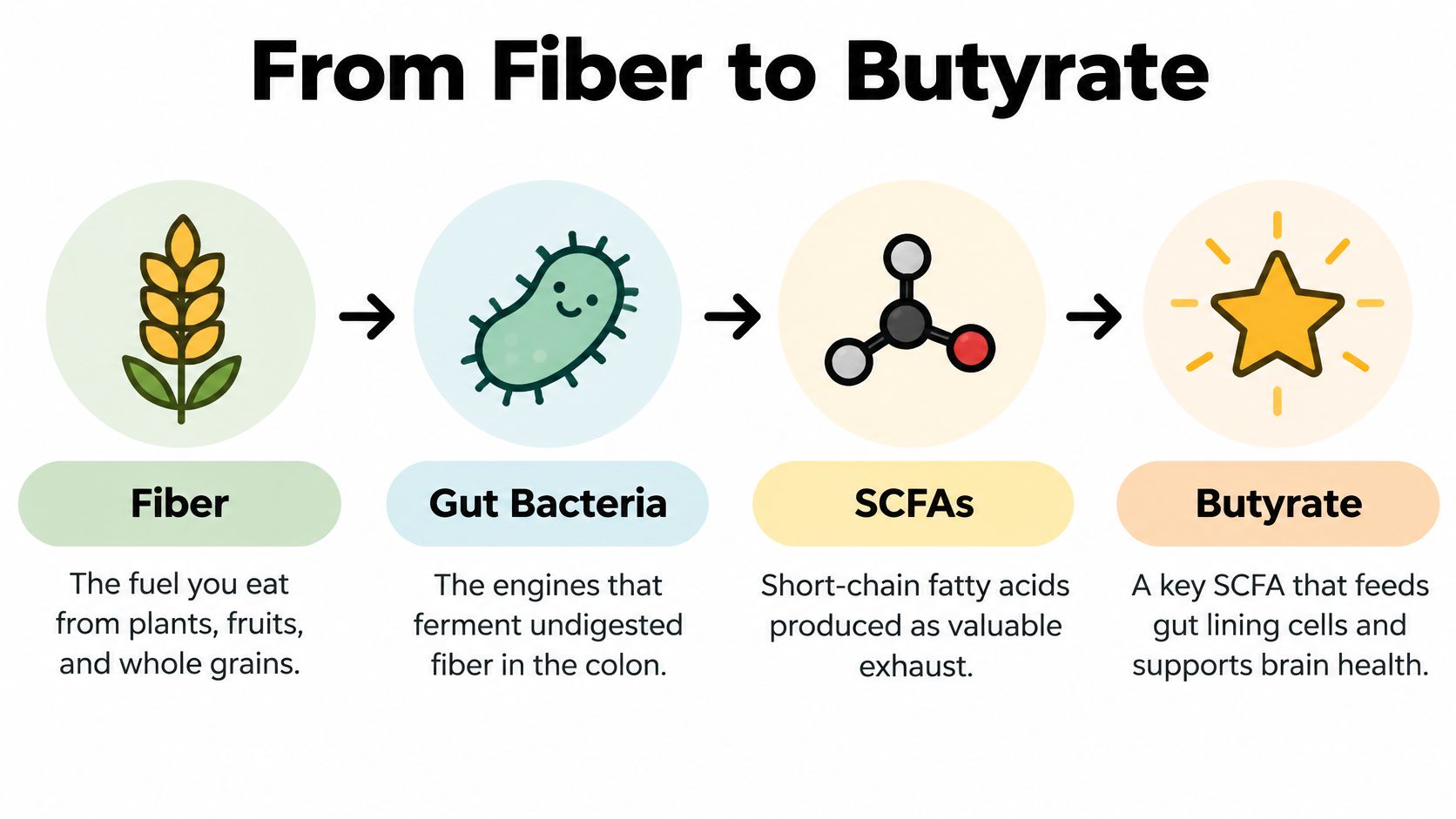 A diagram illustrating how dietary fiber is fermented by gut bacteria to produce beneficial butyrate and SCFAs.