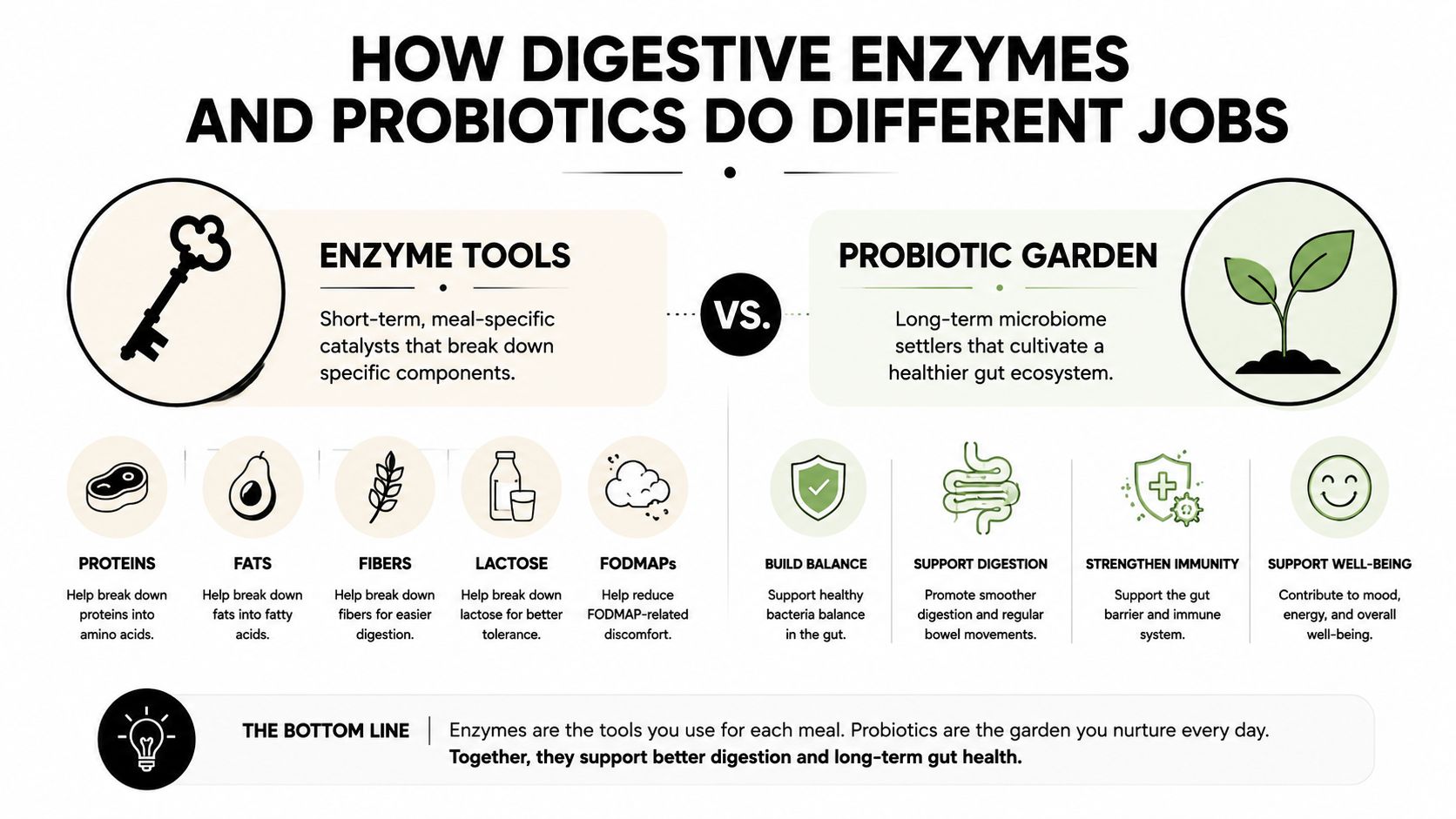 An infographic comparing the functions of digestive enzymes and probiotics for gut health and overall well-being.
