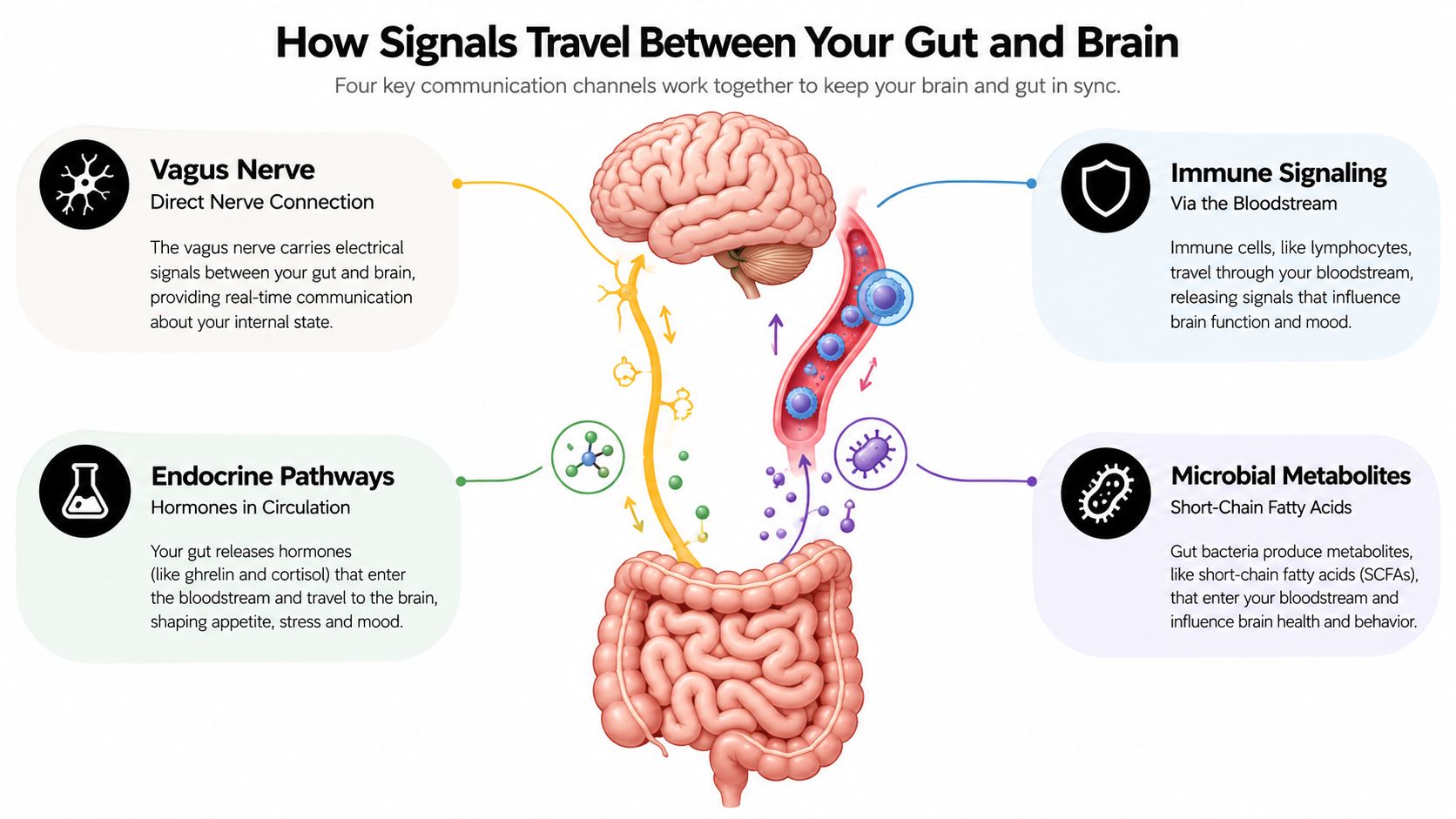 A diagram illustrating the four key communication channels of the gut-brain axis between the brain and intestines.