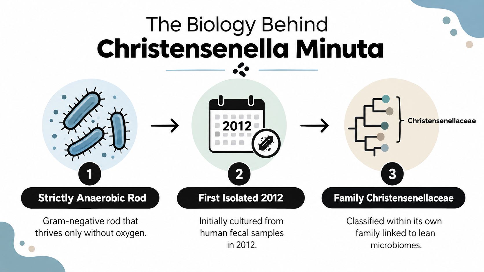 An infographic titled The Biology Behind Christensenella Minuta describing its classification as an anaerobic rod, 2012 isolation, and family.