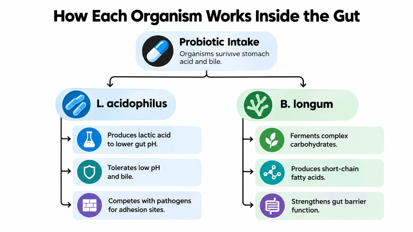 A diagram illustrating the health benefits and mechanisms of Lactobacillus acidophilus and Bifidobacterium longum probiotics in the gut.