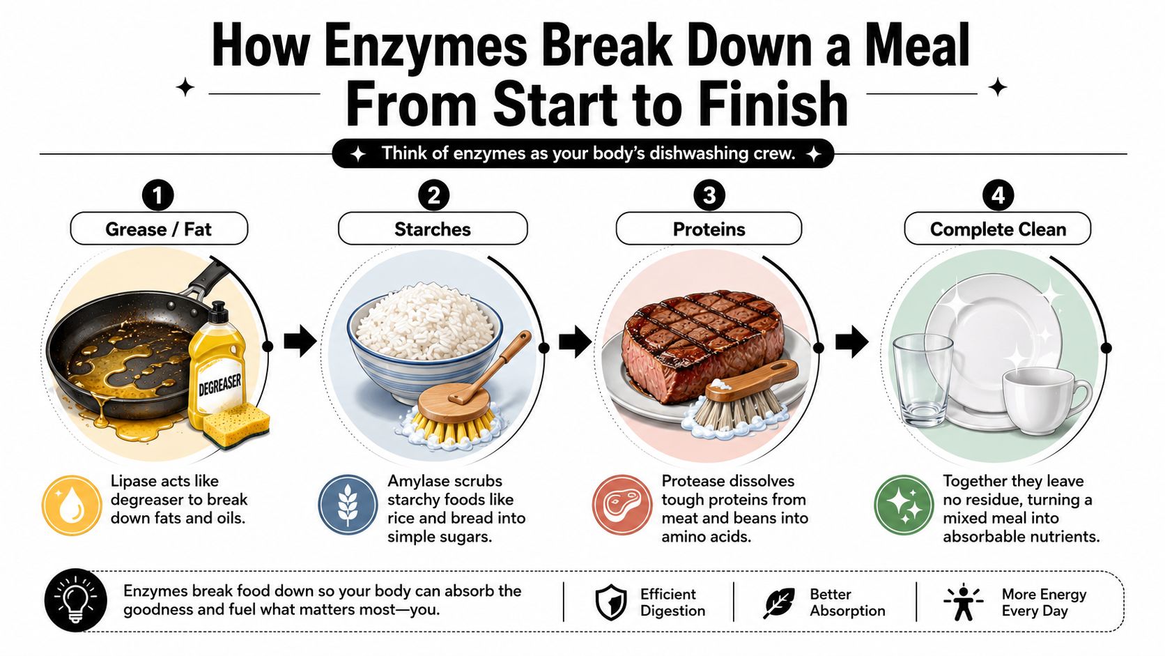An infographic illustrating how digestive enzymes break down fats, starches, and proteins into absorbable nutrients for the body.