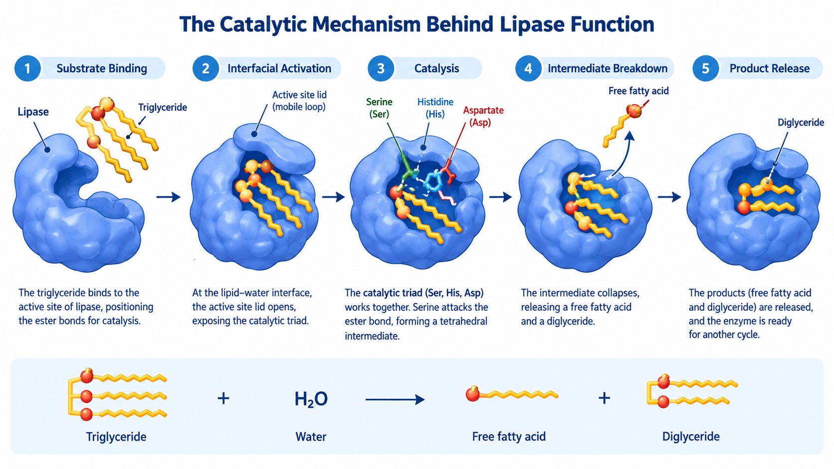 A diagram illustrating the five-step catalytic mechanism of the lipase enzyme breaking down a triglyceride into products.