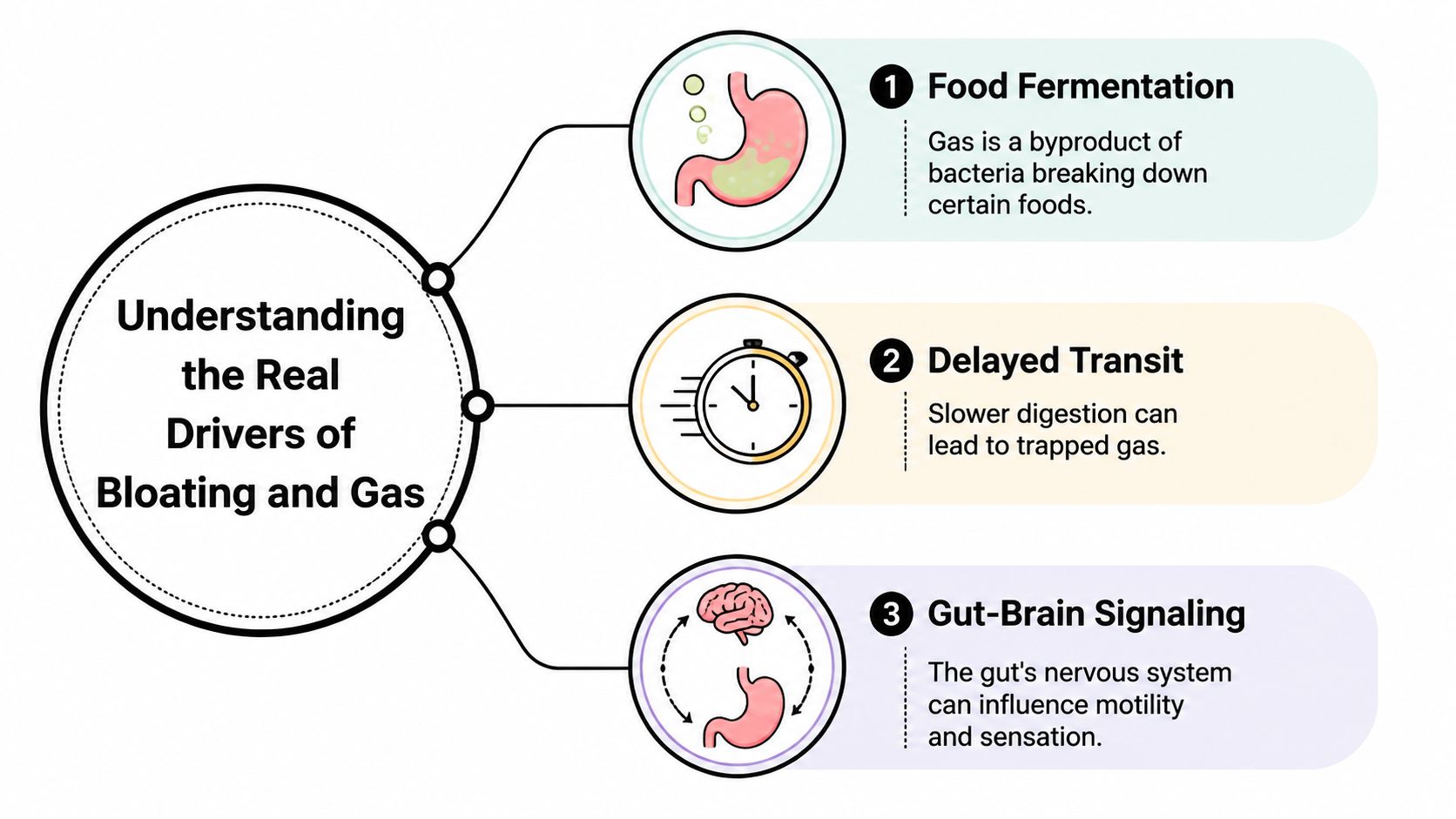 An infographic illustrating three main biological causes of abdominal bloating and gas in the digestive system.
