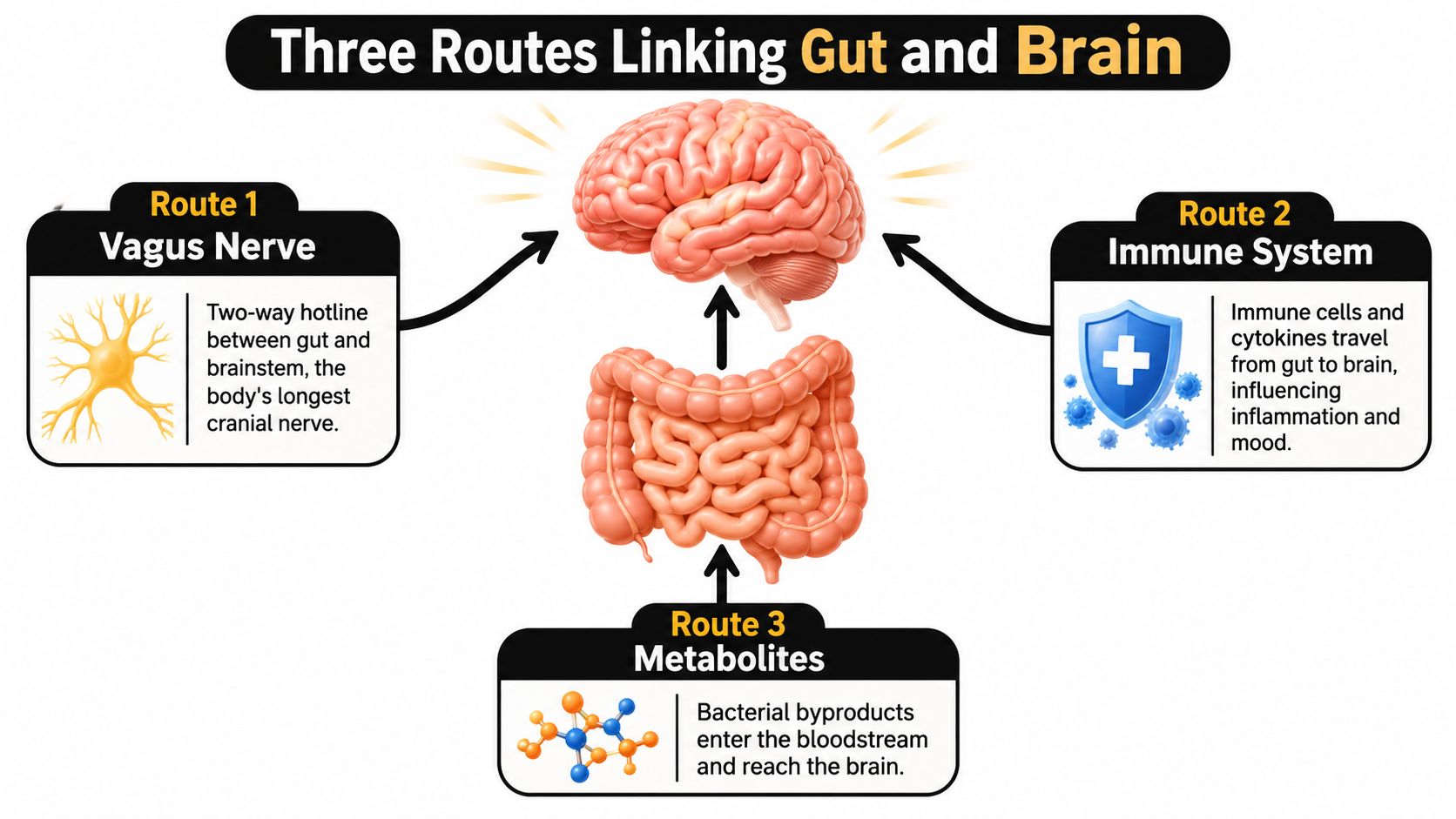 A diagram illustrating three biological routes that link the human gut to the brain.