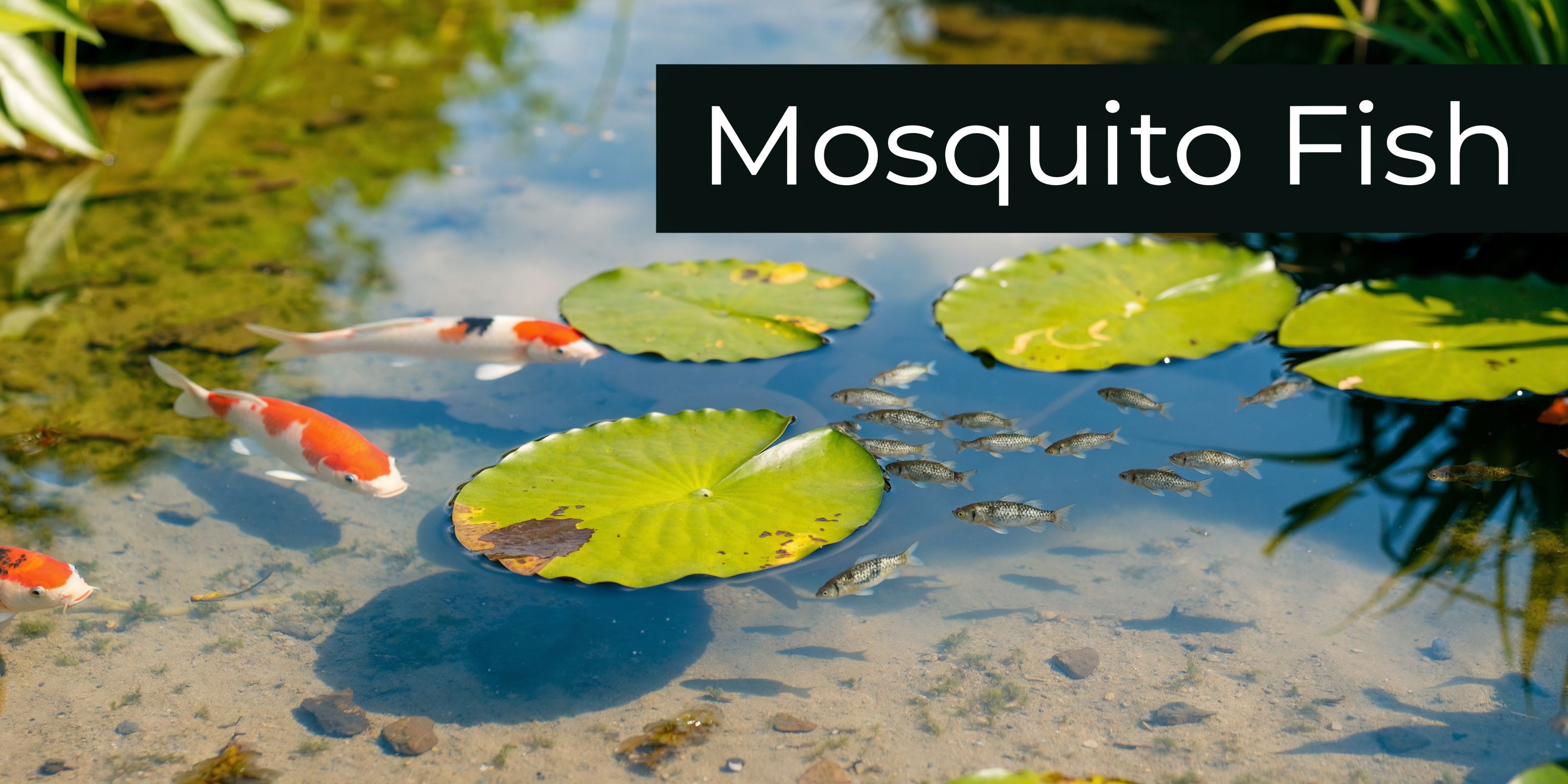 Best way to repel mosquitoes from yard: The Best Way to Repe
