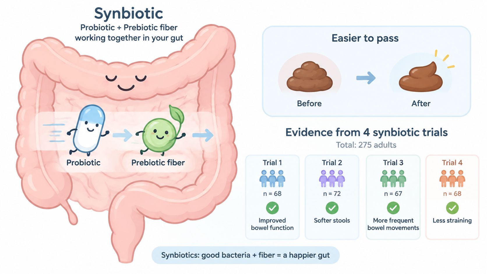 A diagram illustrating how synbiotics, consisting of probiotics and prebiotic fiber, support gut health and bowel function.