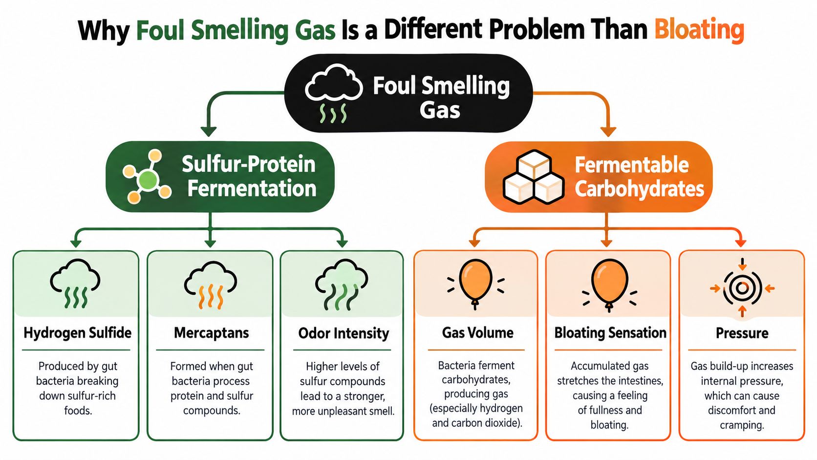 A diagram contrasting the causes of foul smelling gas versus bloating, highlighting sulfur fermentation and fermentable carbohydrates.
