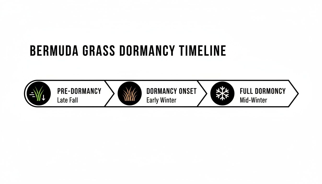 A timeline illustrating Bermuda grass dormancy stages: pre-dormancy, dormancy onset, and full dormancy.