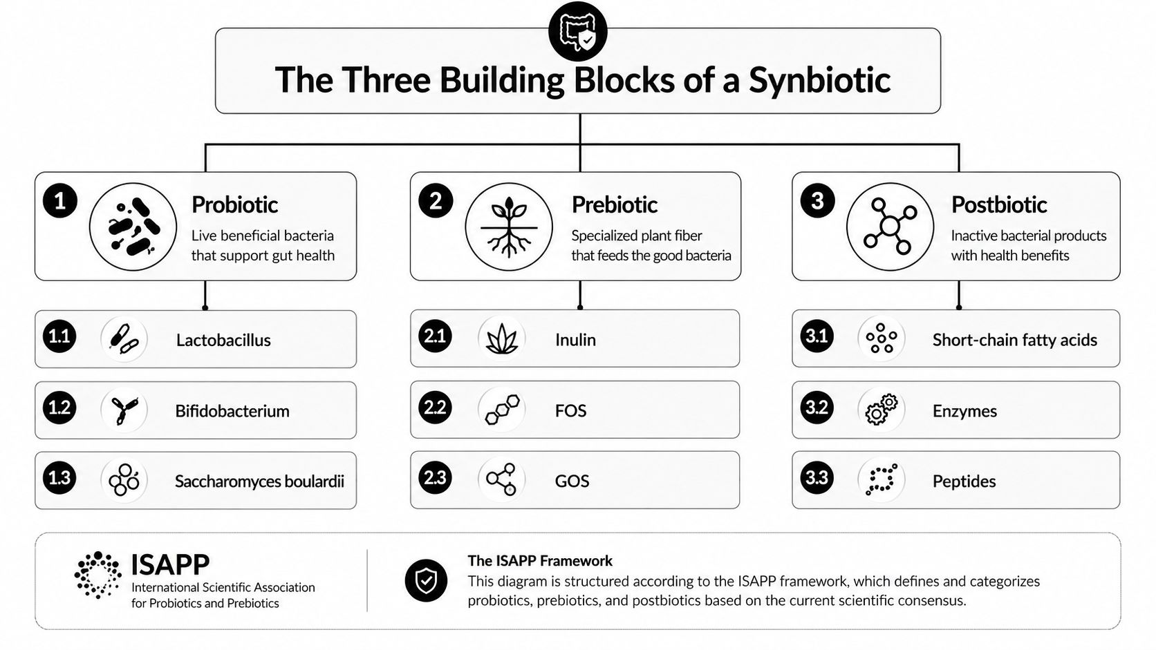 An infographic titled The Three Building Blocks of a Synbiotic, showing categories for probiotics, prebiotics, and postbiotics.