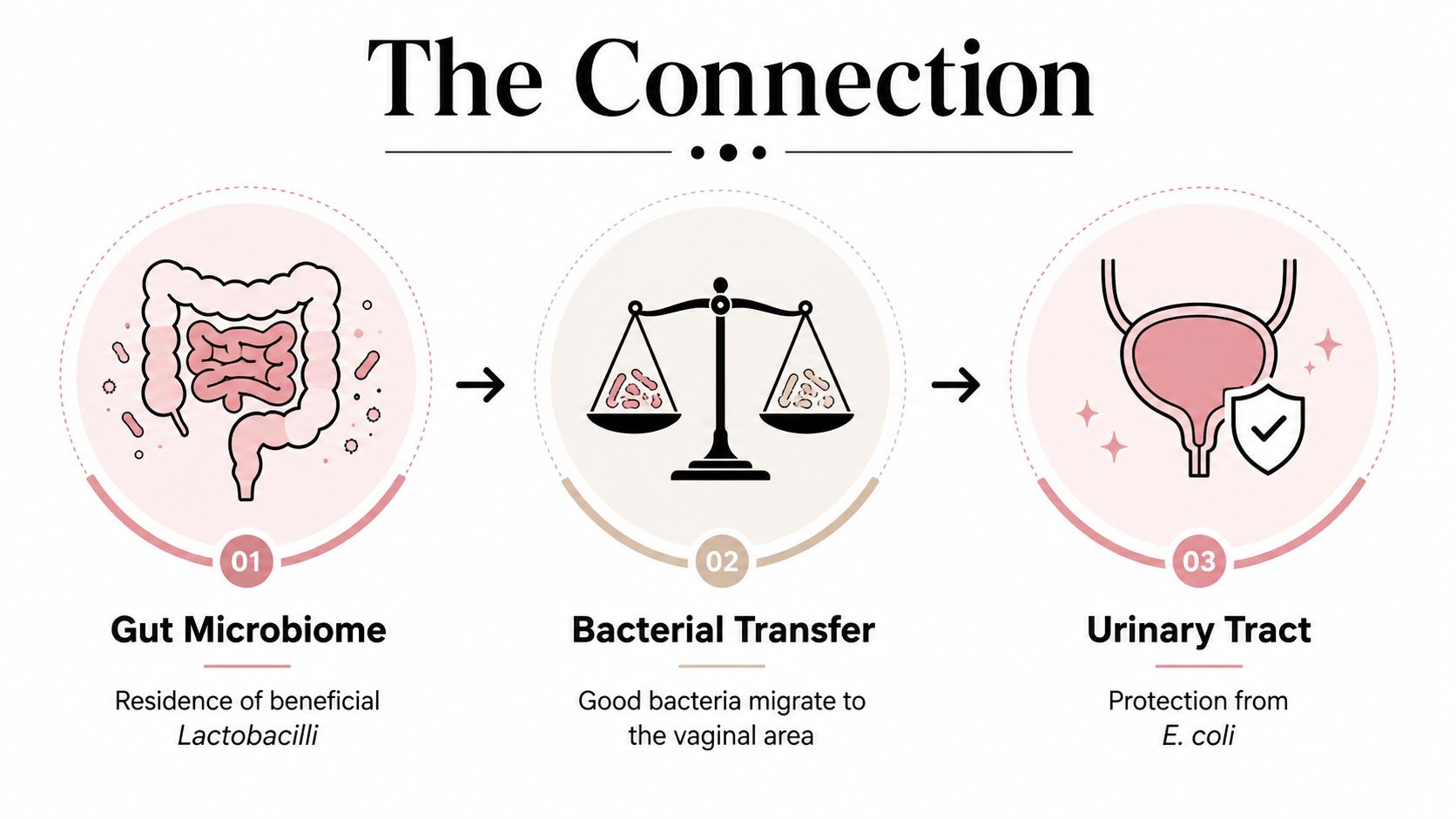 A diagram illustrating how beneficial gut bacteria migrate to provide protection against urinary tract infections.