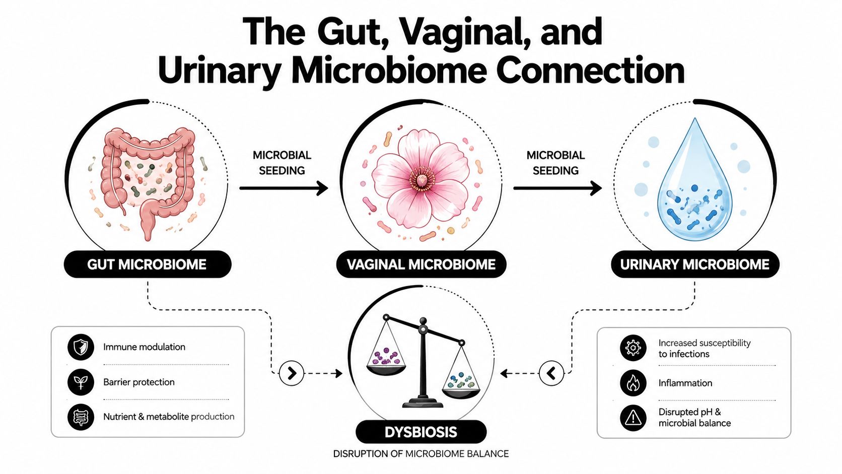 A scientific infographic illustrating the interconnected nature of the human gut, vaginal, and urinary tract microbiomes.
