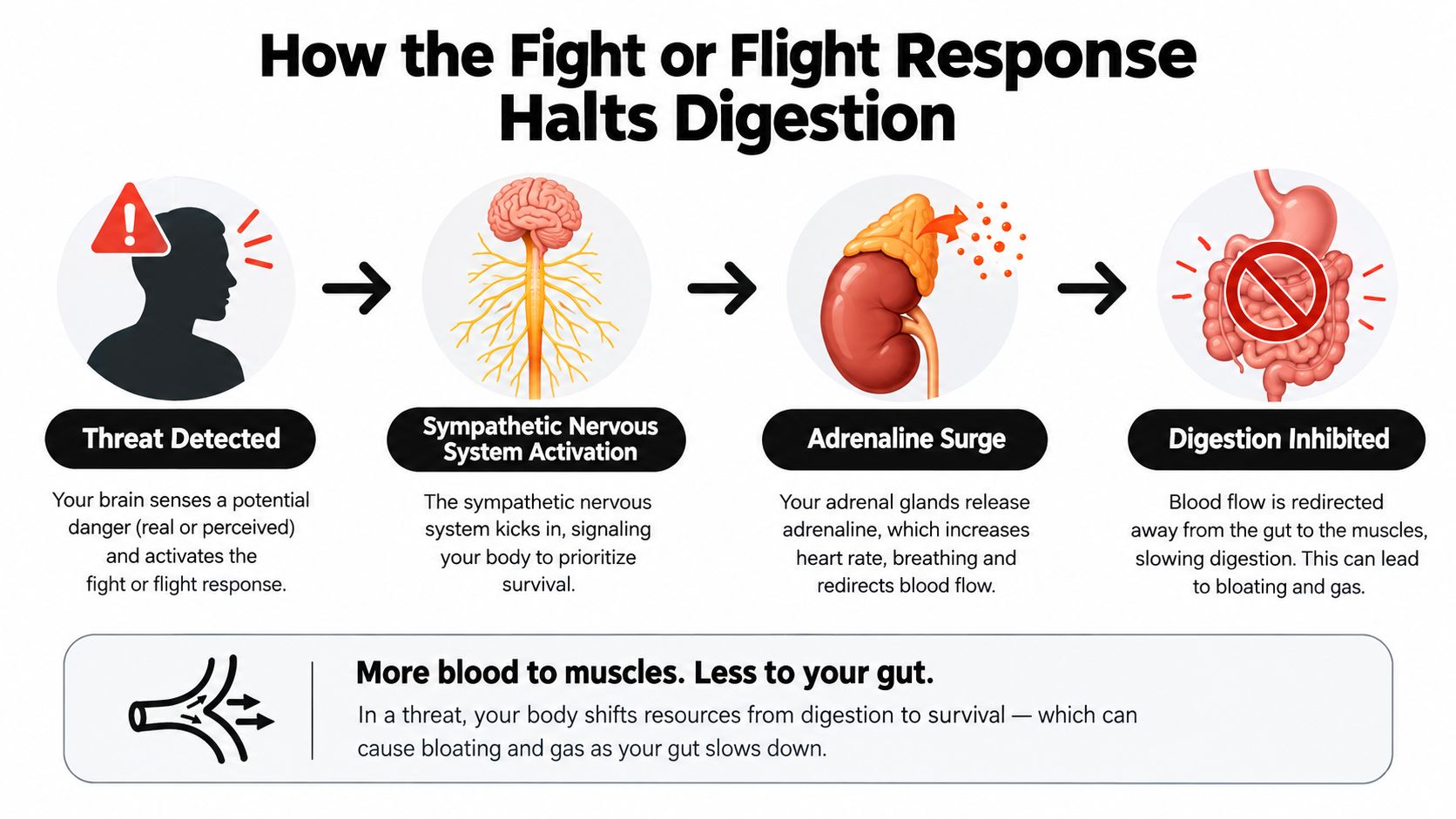 An infographic illustrating how the fight or flight response causes stress-related bloating and digestive issues.