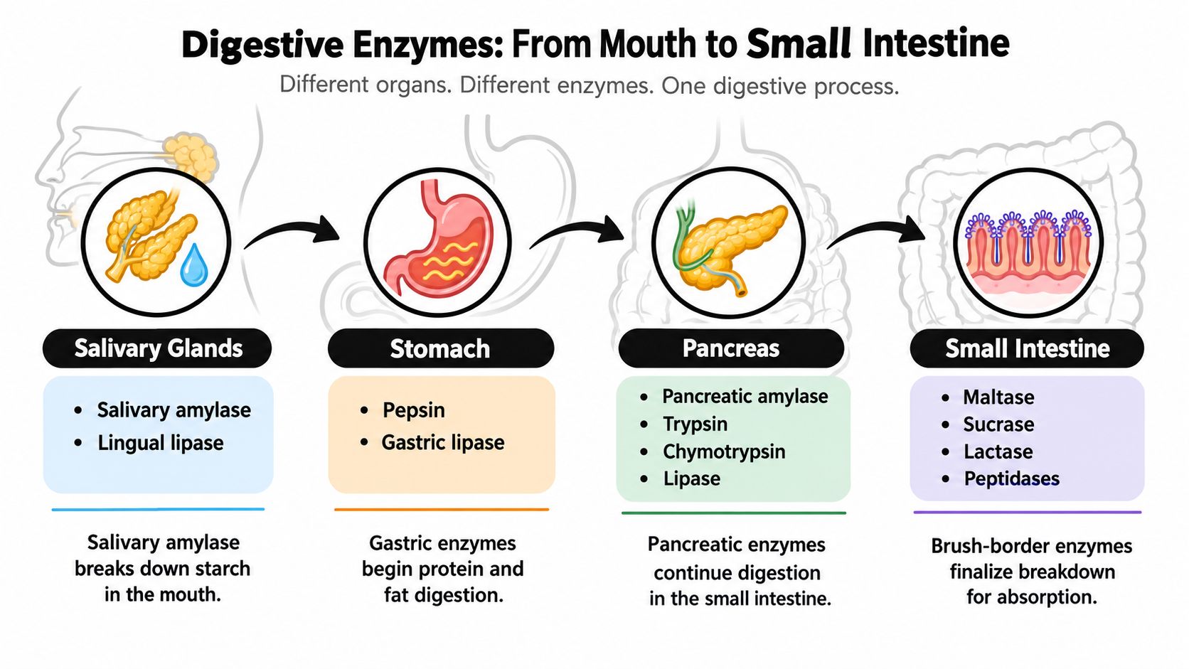 A diagram illustrating the digestive process, showing key enzymes produced by the mouth, stomach, pancreas, and small intestine.