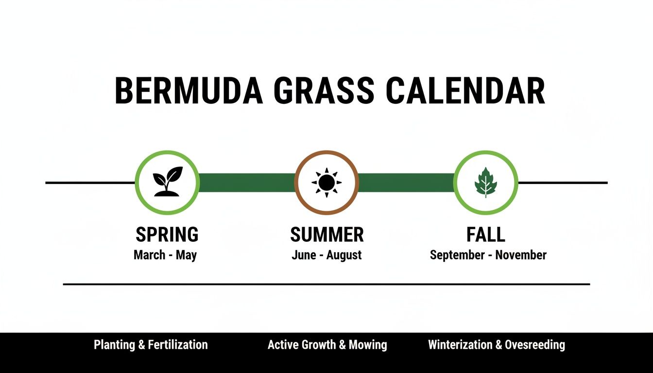 An infographic showing the Bermuda grass calendar with seasonal tasks for spring, summer, and fall.