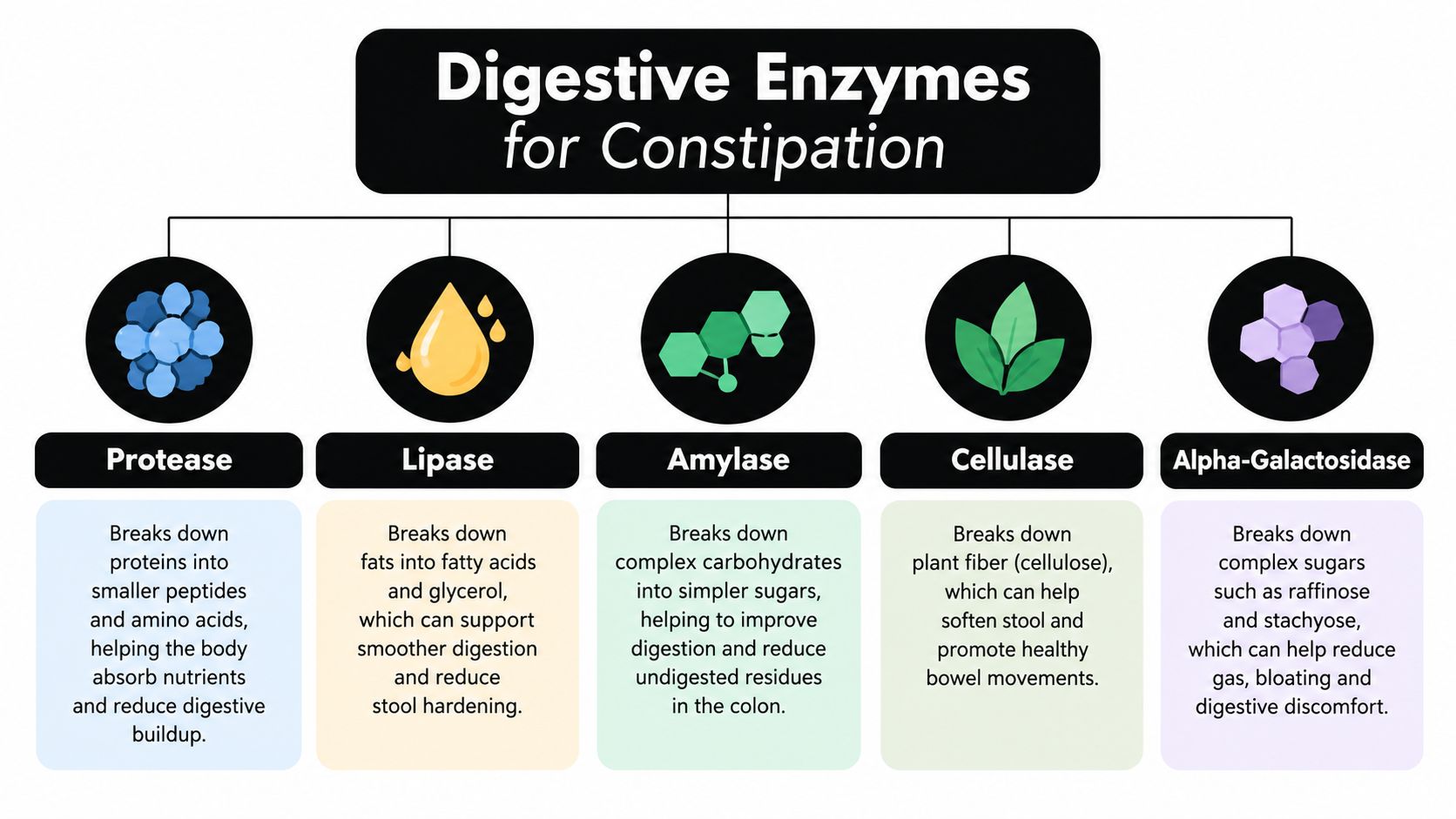 A diagram illustrating five essential digestive enzymes that help relieve constipation and support healthy digestion.