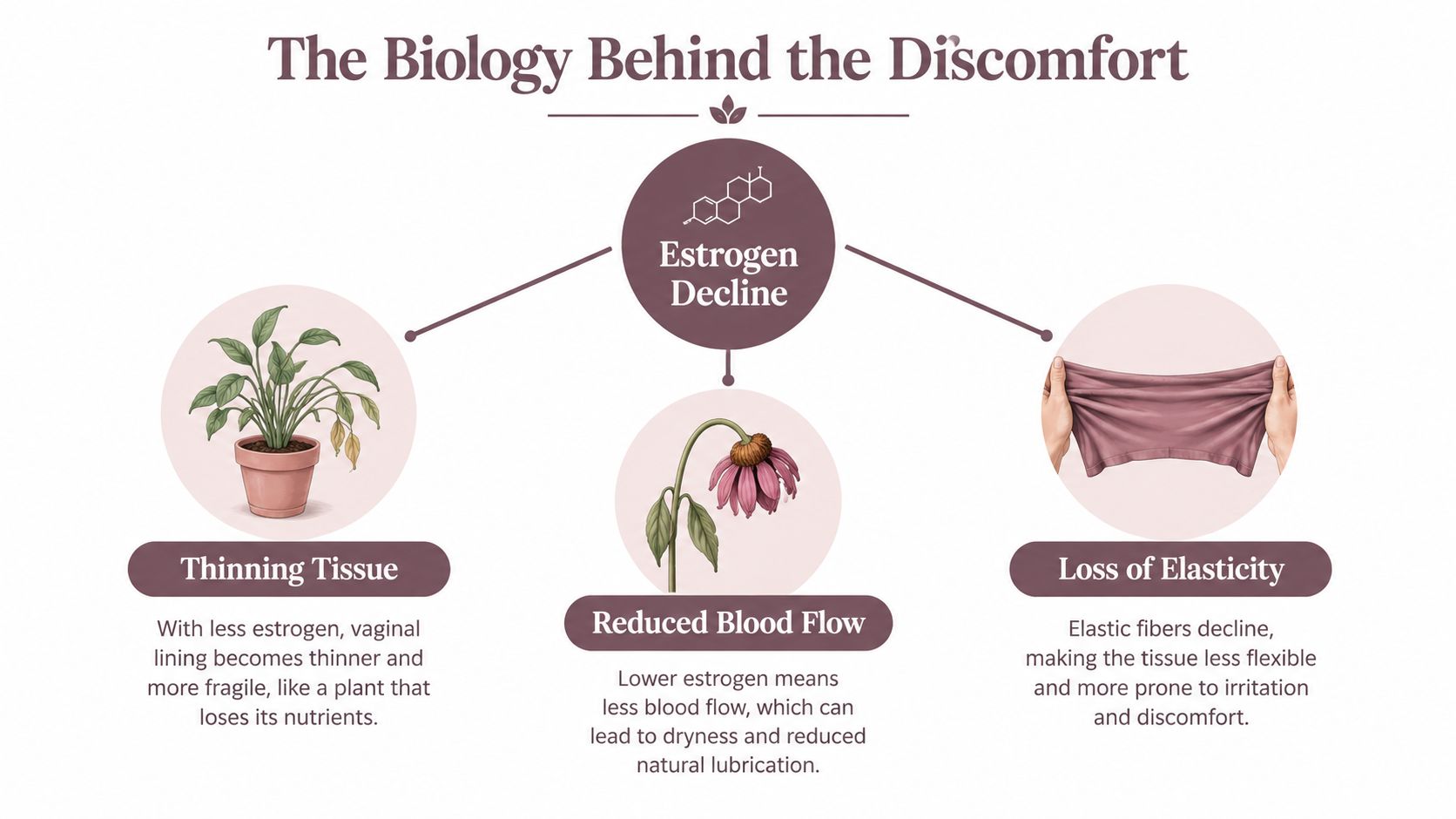 An infographic illustrating how estrogen decline causes thinning tissue, reduced blood flow, and loss of elasticity.