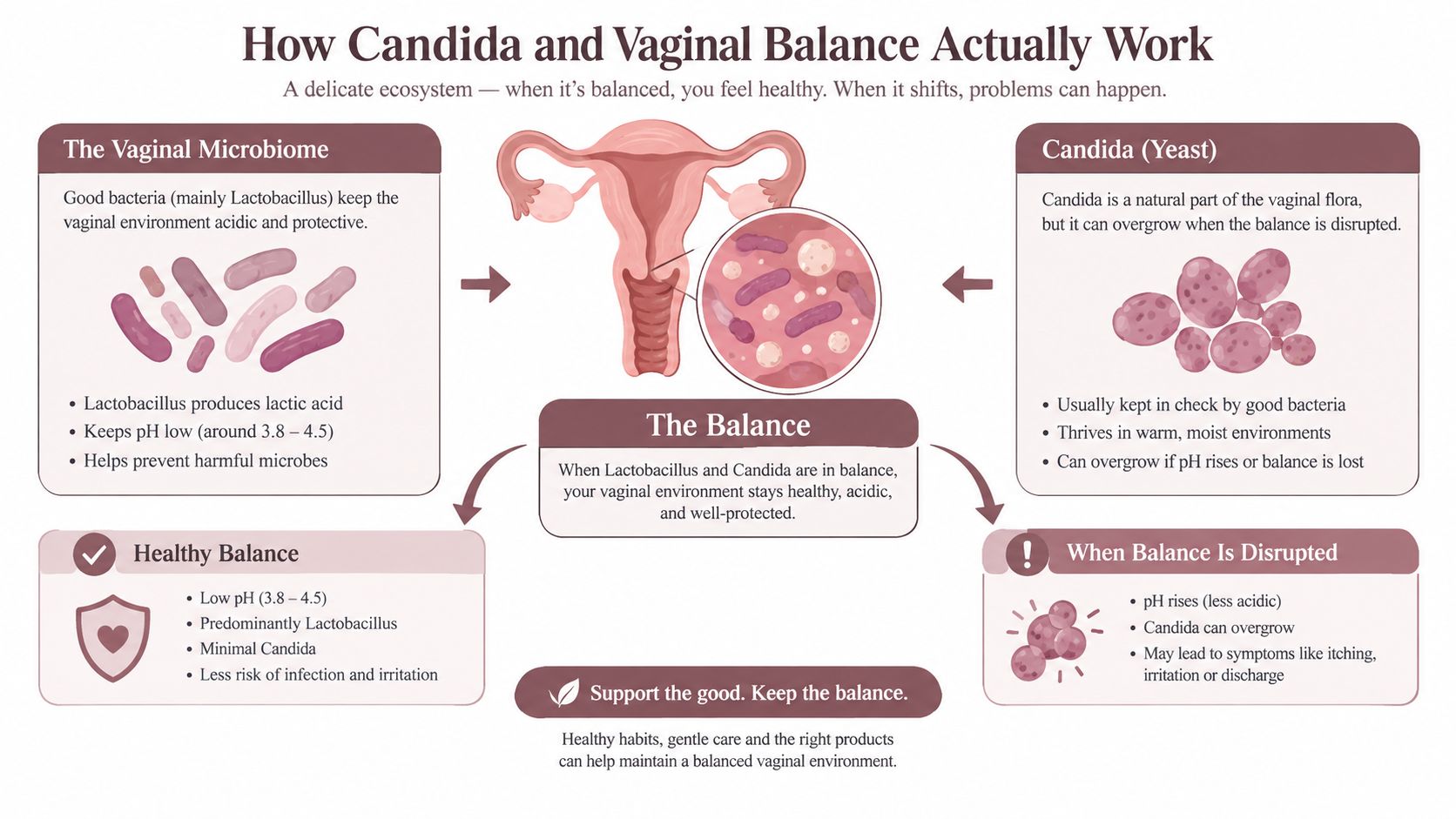 A diagram explaining the vaginal microbiome, showing how Lactobacillus and Candida balance affects vaginal health.