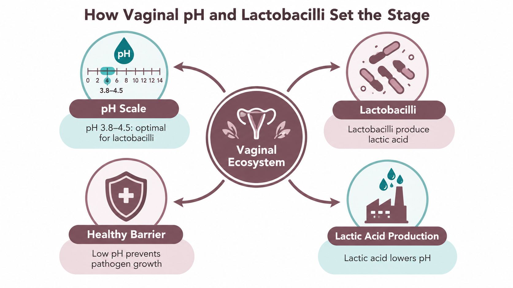 A diagram explaining how vaginal pH levels and lactobacilli bacteria work together to maintain a healthy ecosystem.