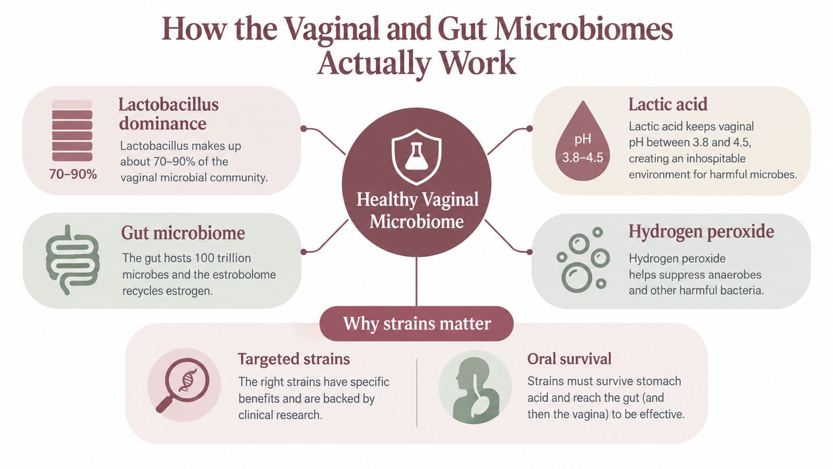An infographic explaining the functions and benefits of healthy vaginal and gut microbiomes for women.