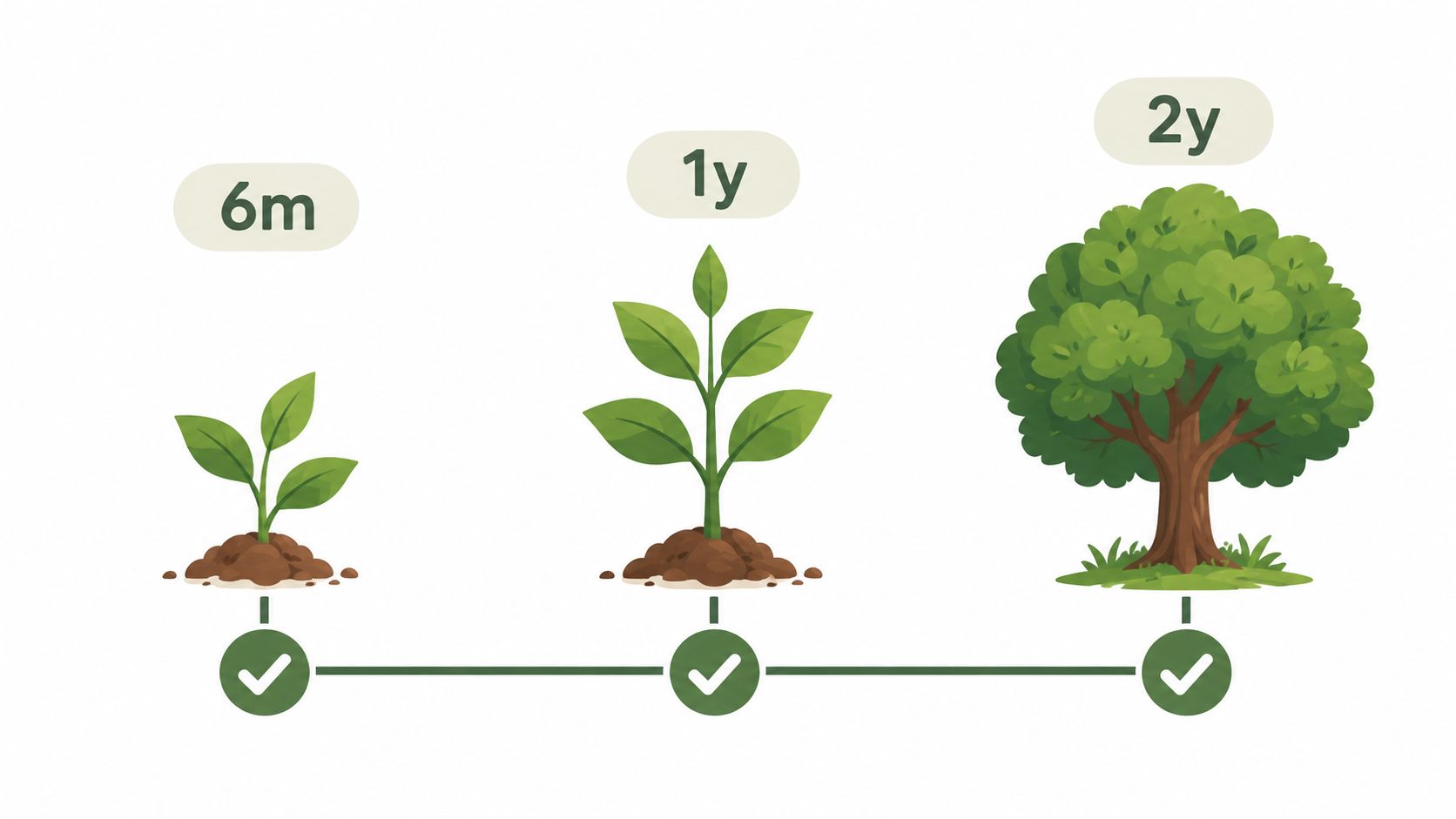 A graphic illustration showing three stages of tree growth labeled six months, one year, and two years.