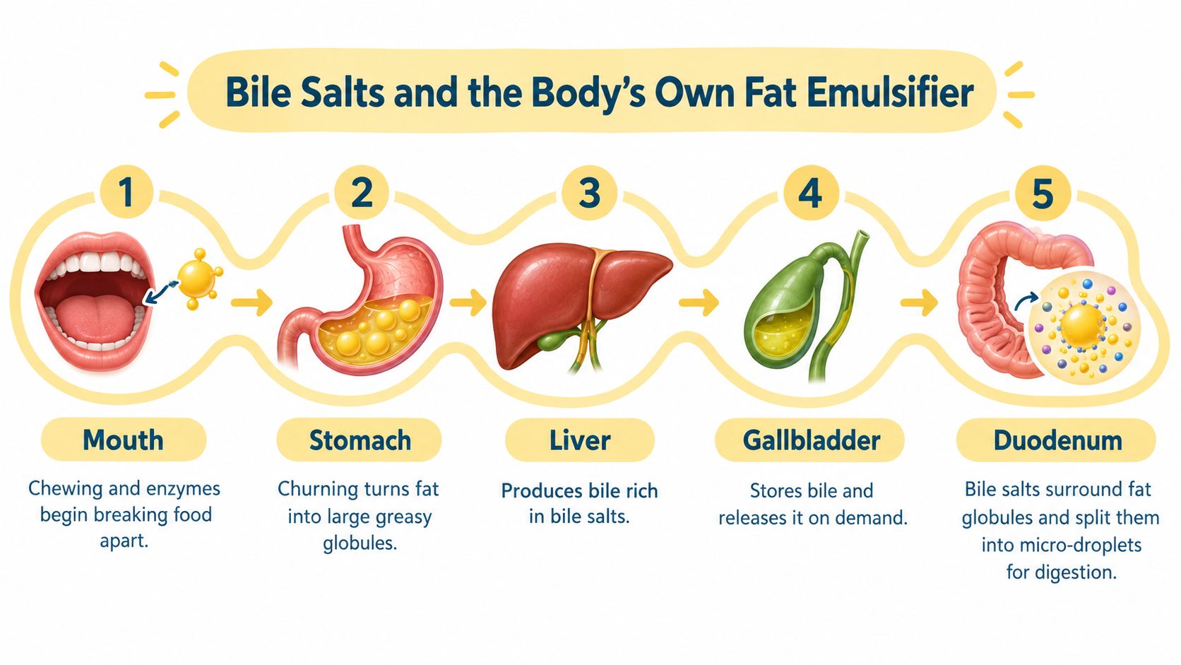 A diagram illustrating the digestive process of fat, showing the roles of the mouth, stomach, liver, gallbladder, and duodenum.