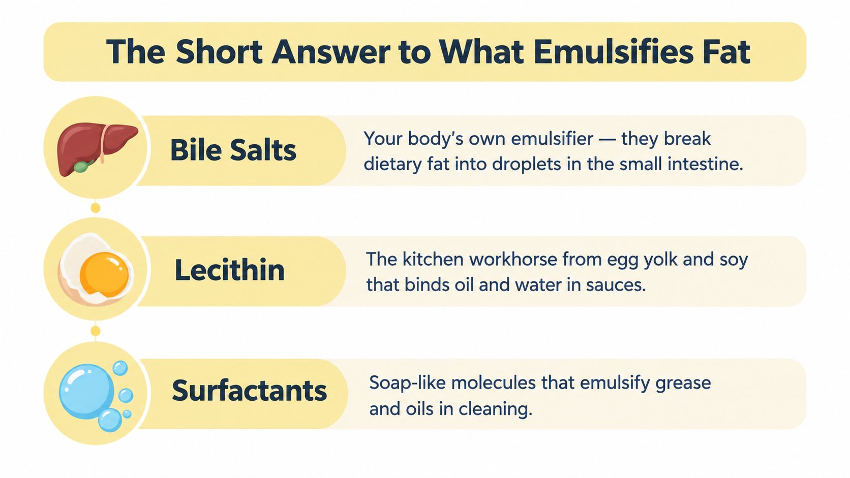 An educational infographic titled The Short Answer to What Emulsifies Fat listing bile salts, lecithin, and surfactants.