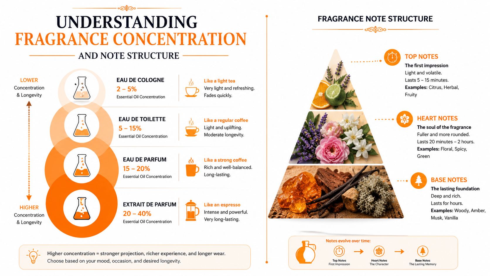 An infographic explaining fragrance concentrations and the structure of top, heart, and base perfume notes.