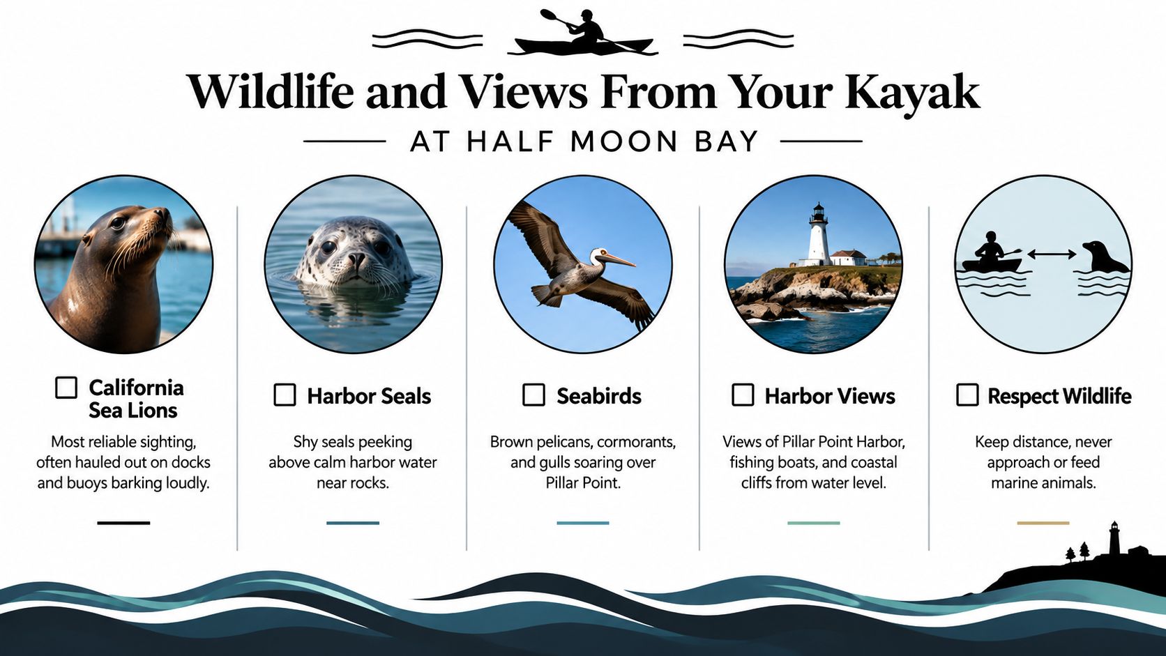 An infographic displaying wildlife and scenic views for kayakers visiting Half Moon Bay, including safety guidelines.